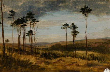 Deer Forest